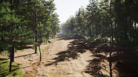 colorado trail among the pine trees with the mountains