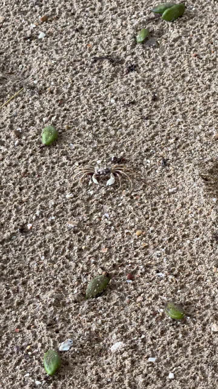 Cangrejo en la playa