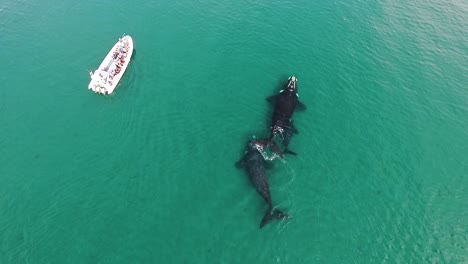 whale watching tour in peninsula valdes patagonia argentina drone shot birdeye