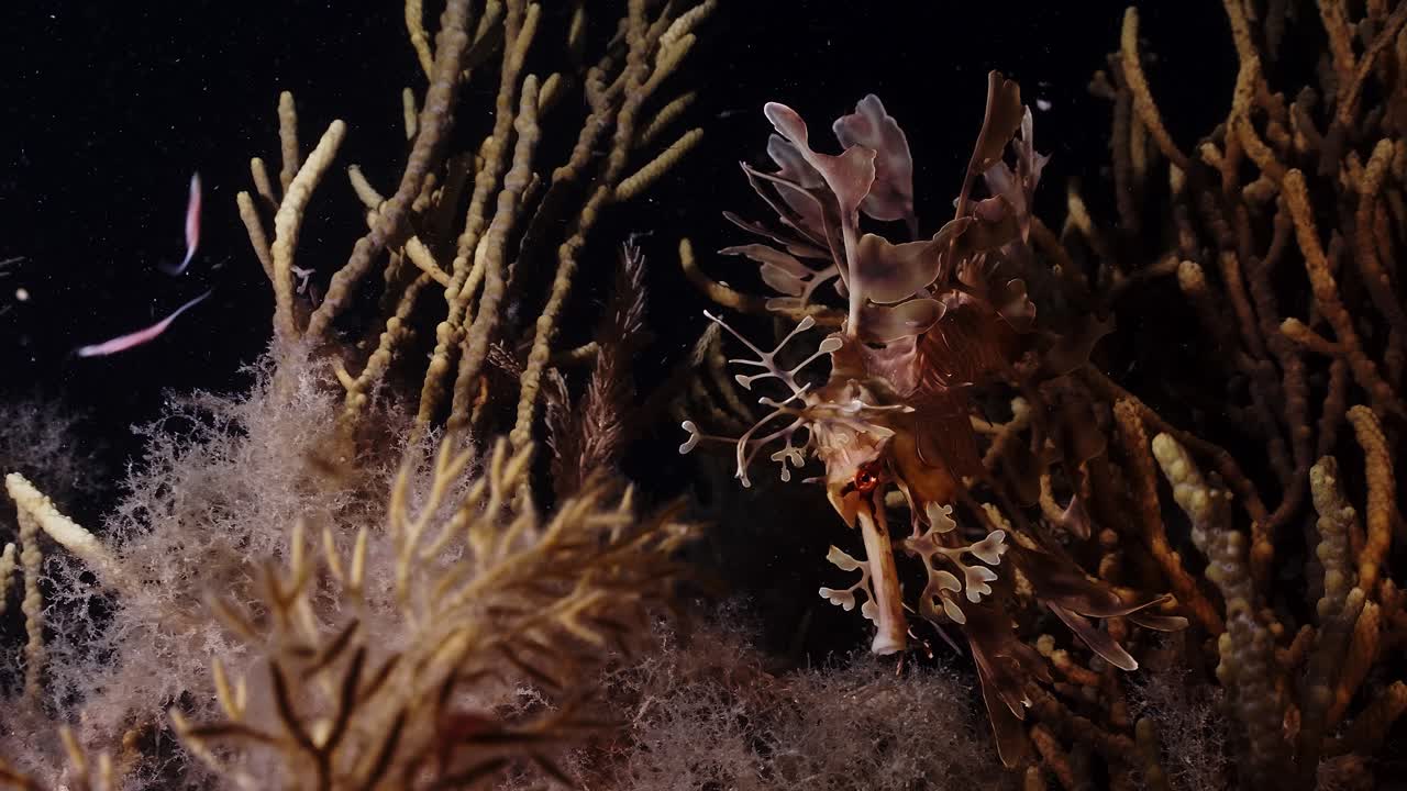 dragones marinos frondosos phycodurus eques alimentándose de noche con huevos 4k 25fps cámara lenta