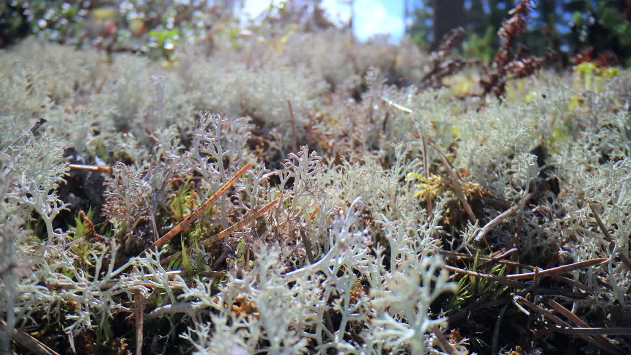 Nærbillede af arktisk tundra lavmos. Cladonia rangiferina, også kendt som rensdyrlav.