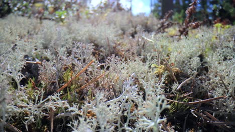 cladonia rangiferina, también conocida como liquen de copa de reno.