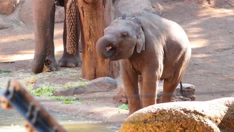 bebé elefante bebiendo agua en el zoológico de melbourne