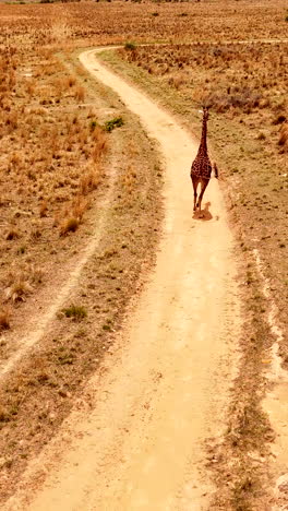 vertical rear tracking aerial, solitary african giraffe running over dry field