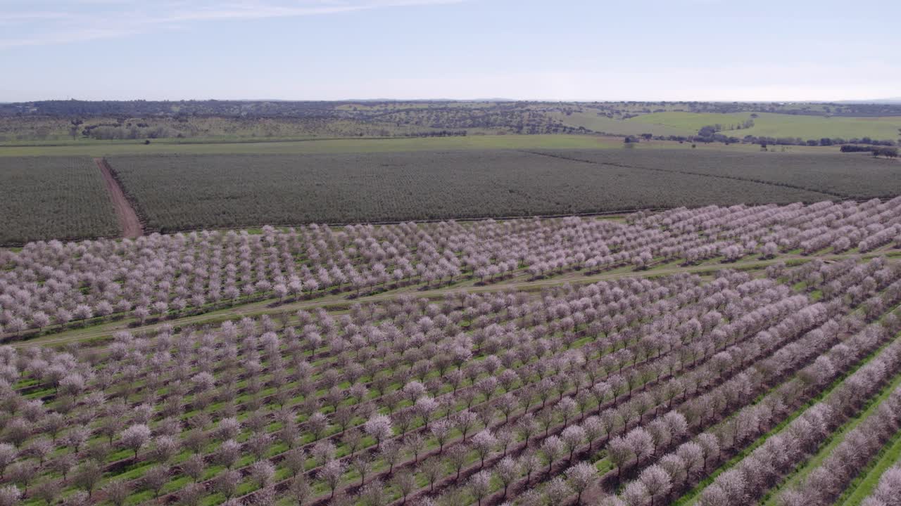 Almond Trees In Blossom Southern Portugal during day time, aerial