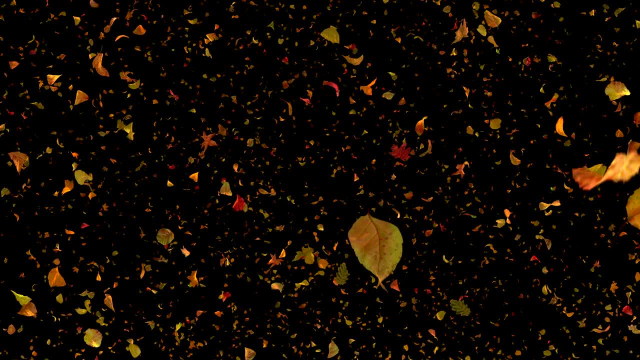 추락하는 잎 측면 뷰 검은 배경 - 4k 60fps 상세한 가을 잎자루 비디오 배경 루프
