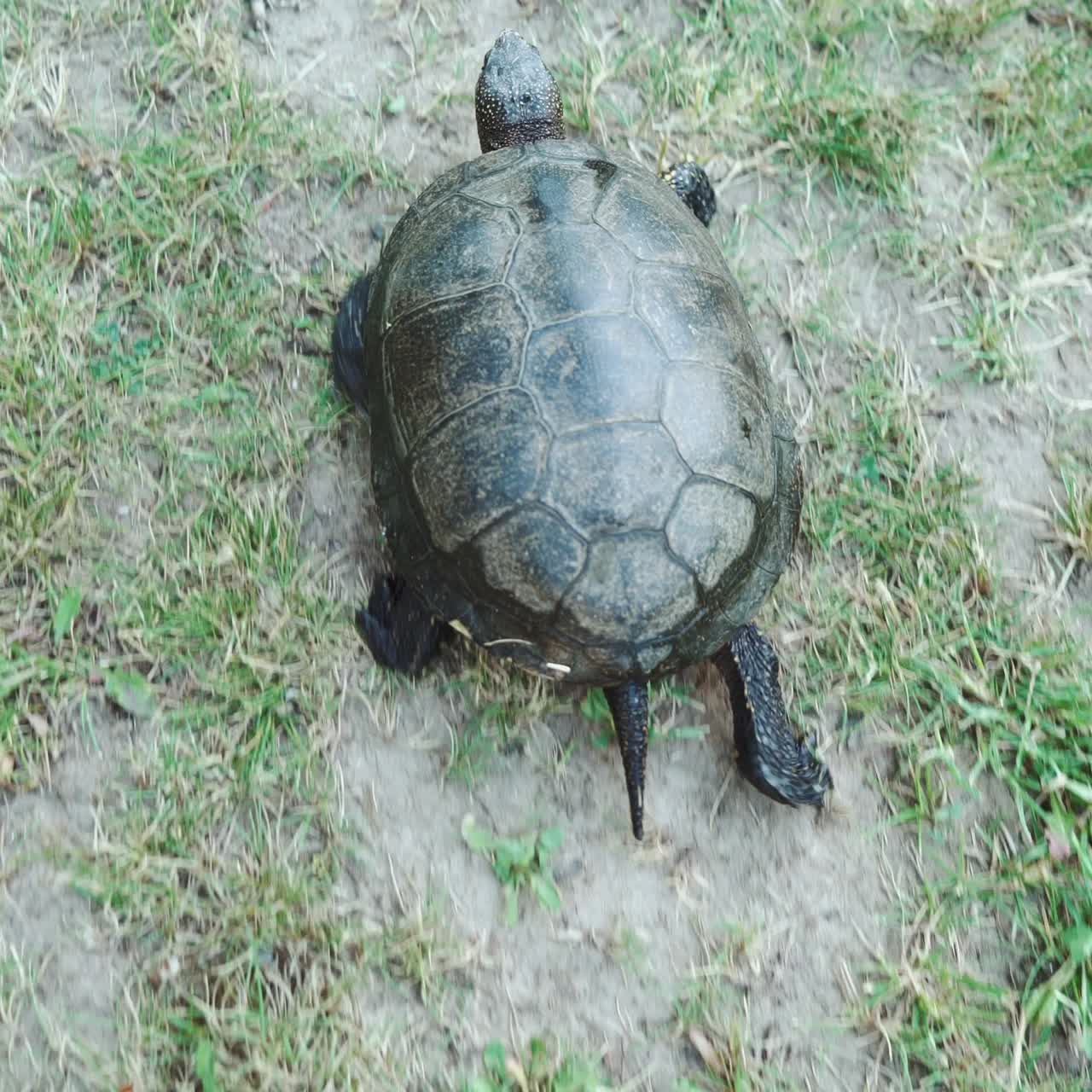 Turtle crawling on the ground among the plants. View from above