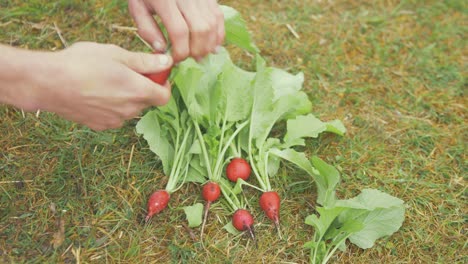 Rábano-Cosechado-Cultivado-Orgánicamente-Eliminando-Hojas-Y-Raíces