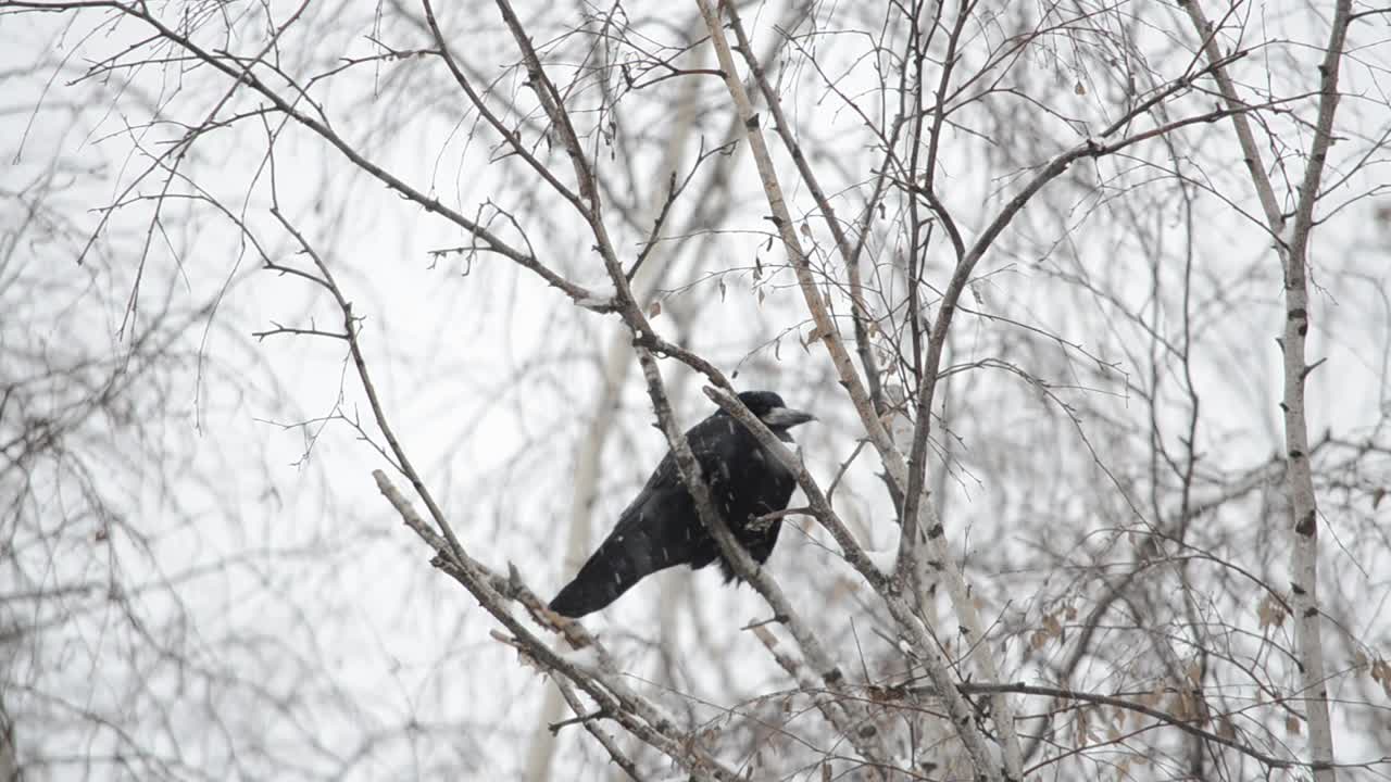 Corvo su un ramo di albero