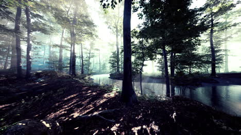 sunbeams in a misty forest