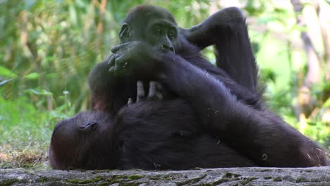 gorilla babies playing with each other