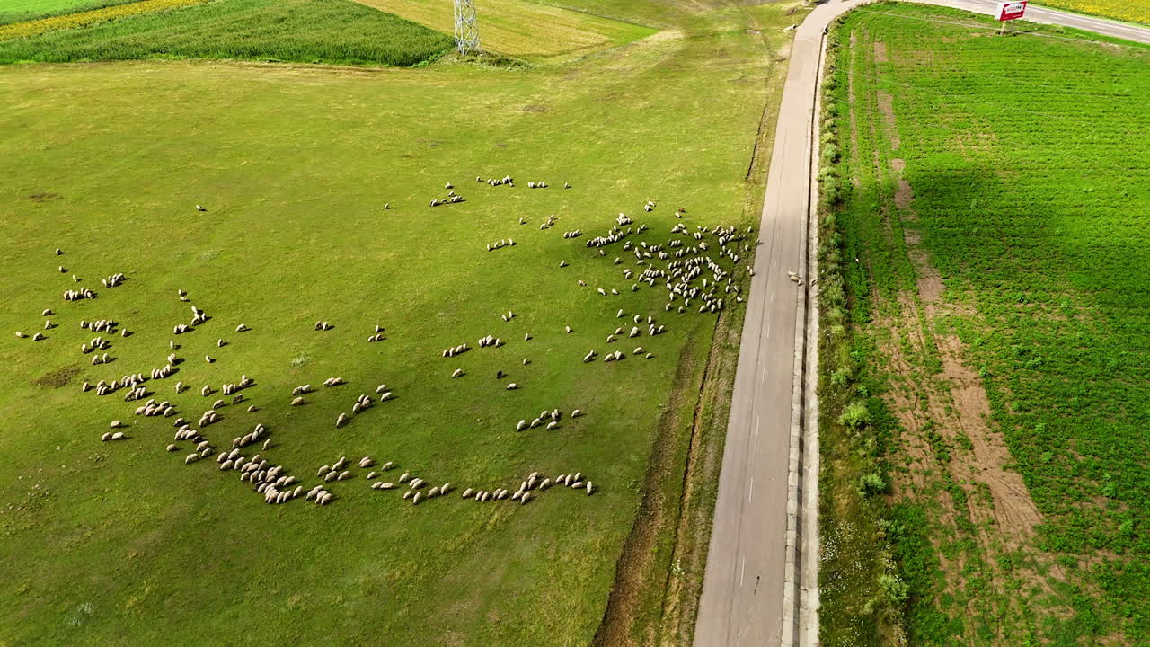Sheep grazing near a roadside meadow. A loosely gathered herd feeds on the sloping grassland next to the paved road