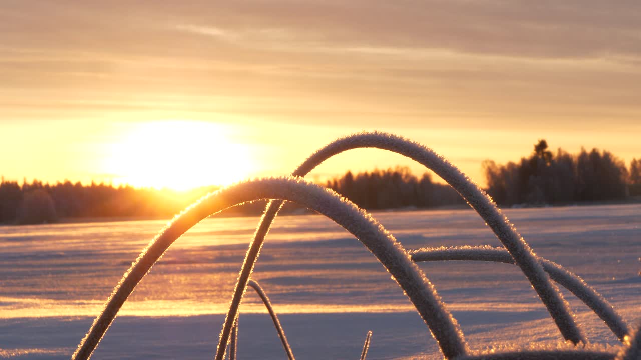 Slider shot of Low Northern Sun lighting up frosty reeds On The Shore Of frozen Winter Sea, in Ostrobothnia, Finland