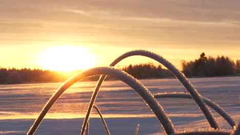Slider shot of Low Northern Sun lighting up frosty reeds On The Shore Of frozen Winter Sea, in Ostrobothnia, Finland