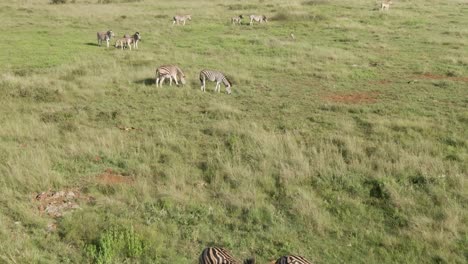 drone aerial flyover groups of zebra in the wild green savannah