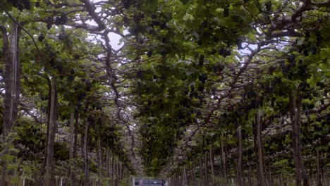 Viñedo,-Operación-Agrícola,-Uvas-De-Alta-Calidad,-Producción-De-Vino