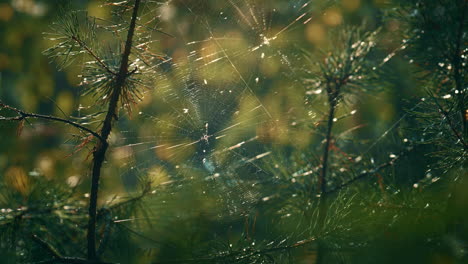 Spider-cobweb-on-pine-needles-in-meditative-sunny-woods.