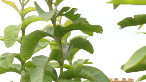 primer plano de la hoja del árbol de guayaba