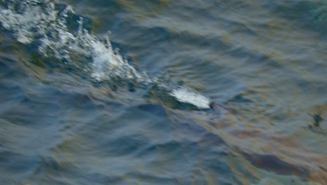 close-up of dolphin jumping out of the water.