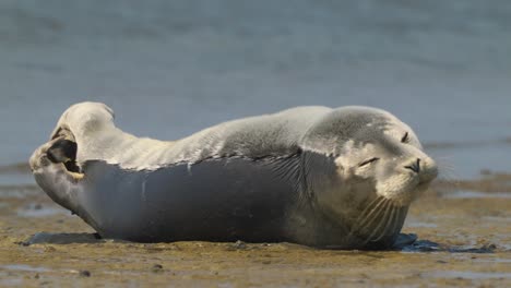 linda foca en la playa estirando aletas, cerrando los ojos y tomando el sol