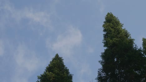 los pinos contra un cielo nublado