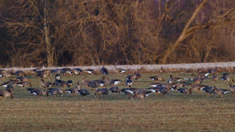 Una-Gran-Bandada-De-Gansos-Albifrones-De-Frente-Blanca-En-El-Campo-De-Trigo-De-Invierno-Durante-La-Migración-De-Primavera