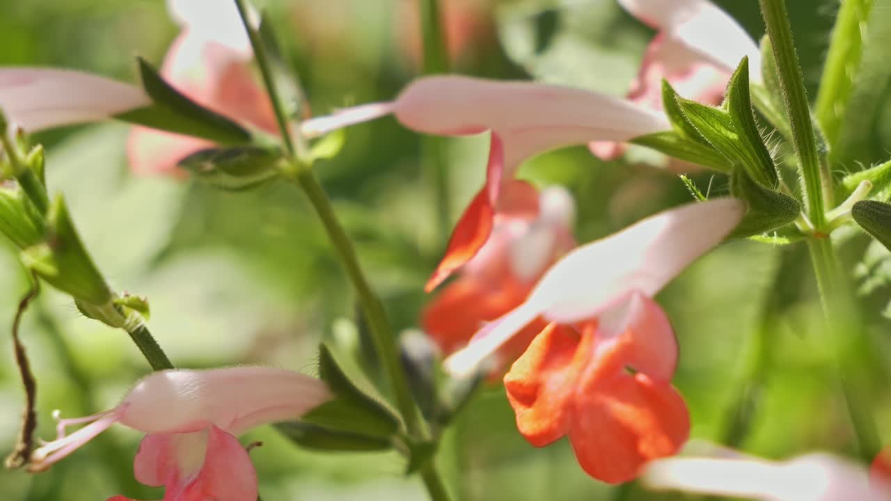 Særegne tofargede røde og hvite blomster av Salvia 'Hot Lips'. Rack focus-opptak