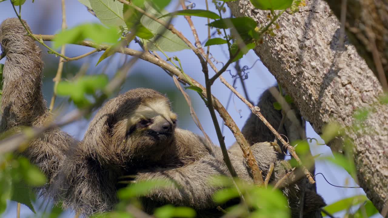 la axila de un perezoso pica y se rasca mucho