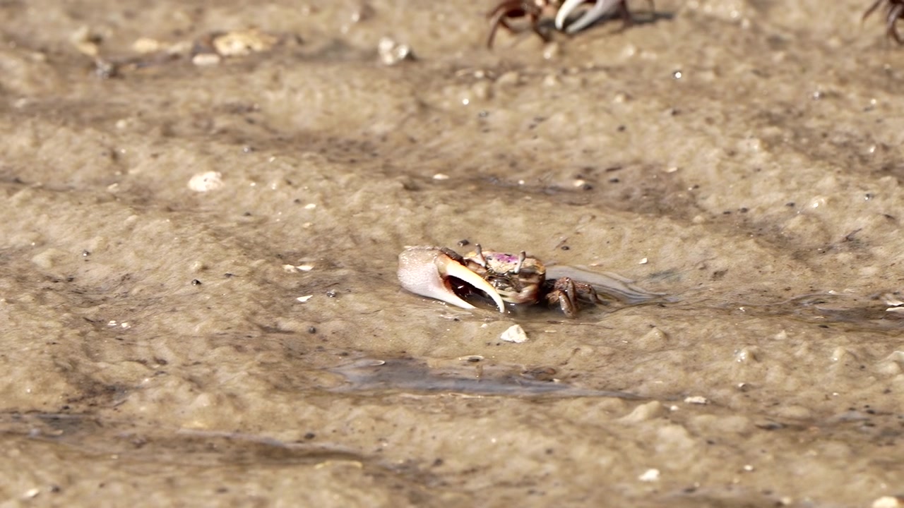 Male fiddler crab in the sand