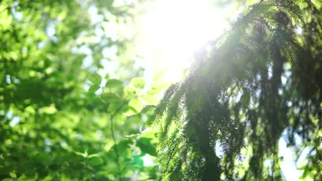 Magical-slide-on-forest