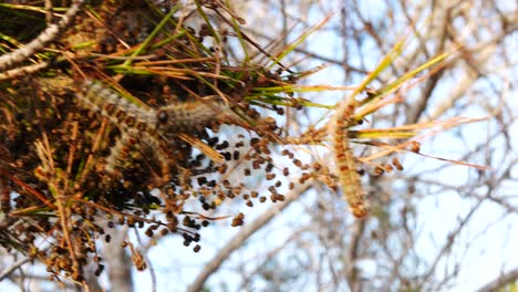 a silky nest of pine processionary caterpillars in a pine tree - species of moth larva that can harm dogs and other pets