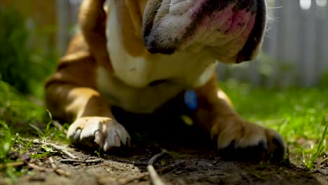 Closeup-Retrato-De-Bulldog-Inglés,-Moviéndose-En-Cámara-Lenta