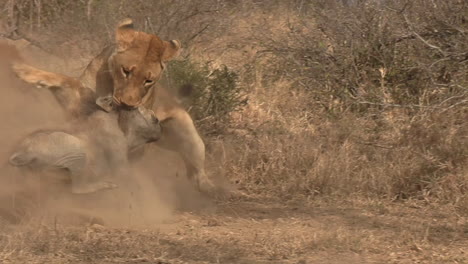 close up of a lioness pulling a warthog from its burrow and killing it