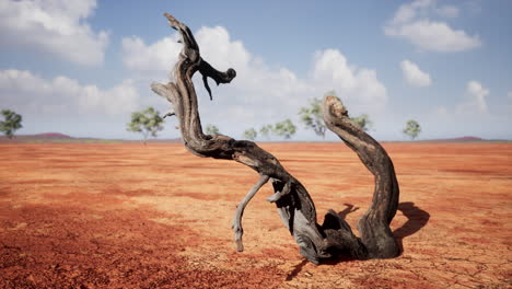 dead tree in a red desert landscape