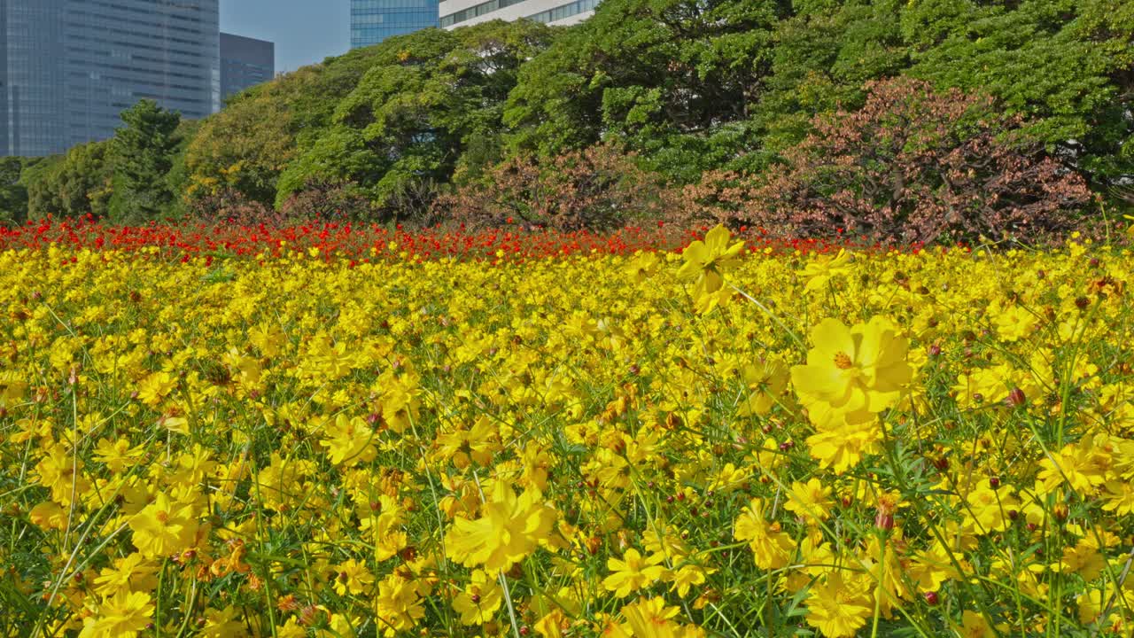 A wide view of a vibrant yellow cosmos field, with a distinct red flower bed in the midground. Lush trees and glimpses of city buildings create a colorful, sunny autumn urban park scene.