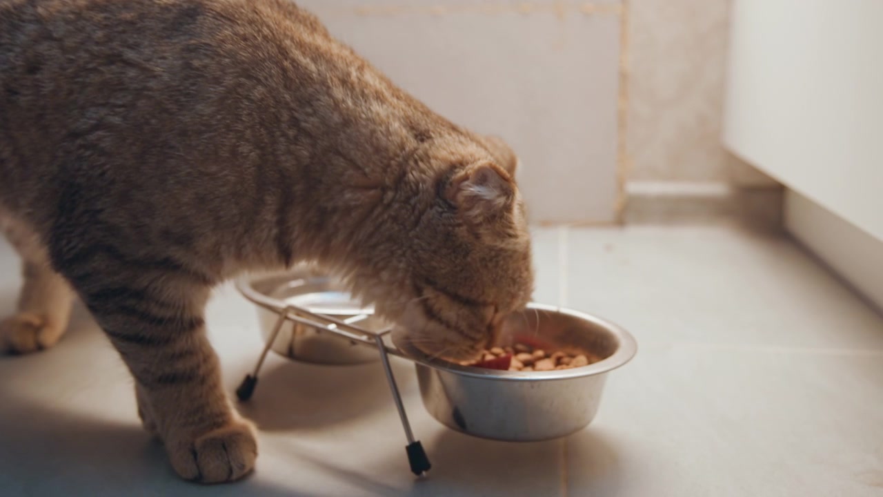 Nysgerrig kat udforsker skinnende skåle og nyder varm hjemlig atmosfære. Legesyg kat undersøger skåle af rustfrit stål på flisegulv midt i hyggelig hjemmebelysning og stille spisetidsstemning