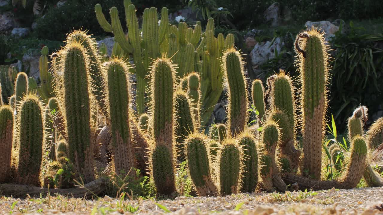 Close up green cactus with yellow spines within a desert environment, city park in Barcelona, Montjuic. African background