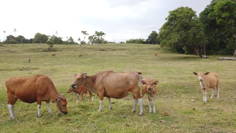 wide landscape, herd of banteng bali cattle cows with calf grazing grass, asian wildlife fauna, bull with horns