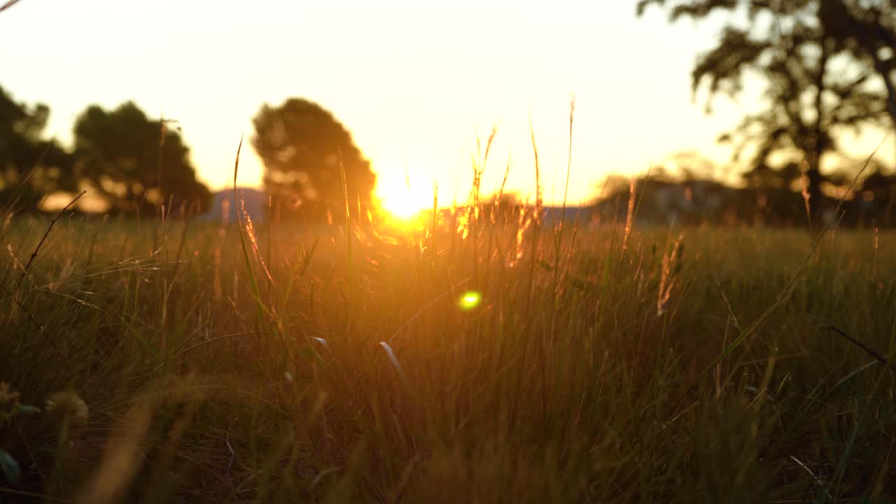 Beautiful Sunset Over Green Grass On Countryside. Low Angle, Tracking