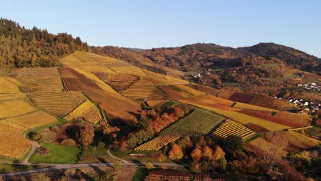 vineyards glow in colorful autumn colors