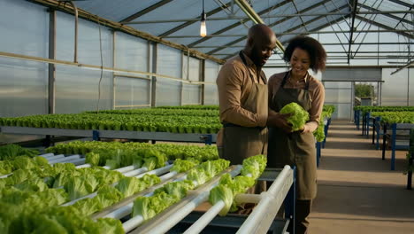 farmers inspecting lettuce in a hydroponic greenhouse