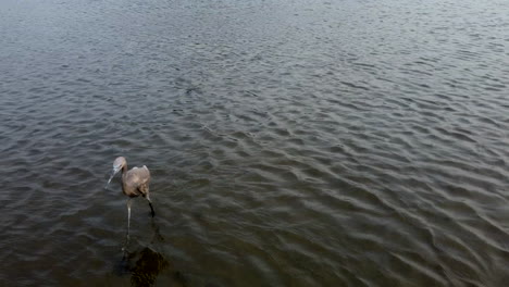 Tiro-De-Giro-De-Una-Garza-Hembra-En-Una-Laguna