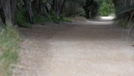 camino de tierra a lo largo de un bosque de árboles moonah retorcidos