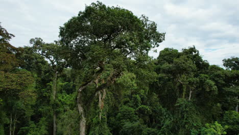 Un-árbol-De-Palo-De-Rosa,-Una-Especie-Casi-Extinta-A-Nivel-Mundial.