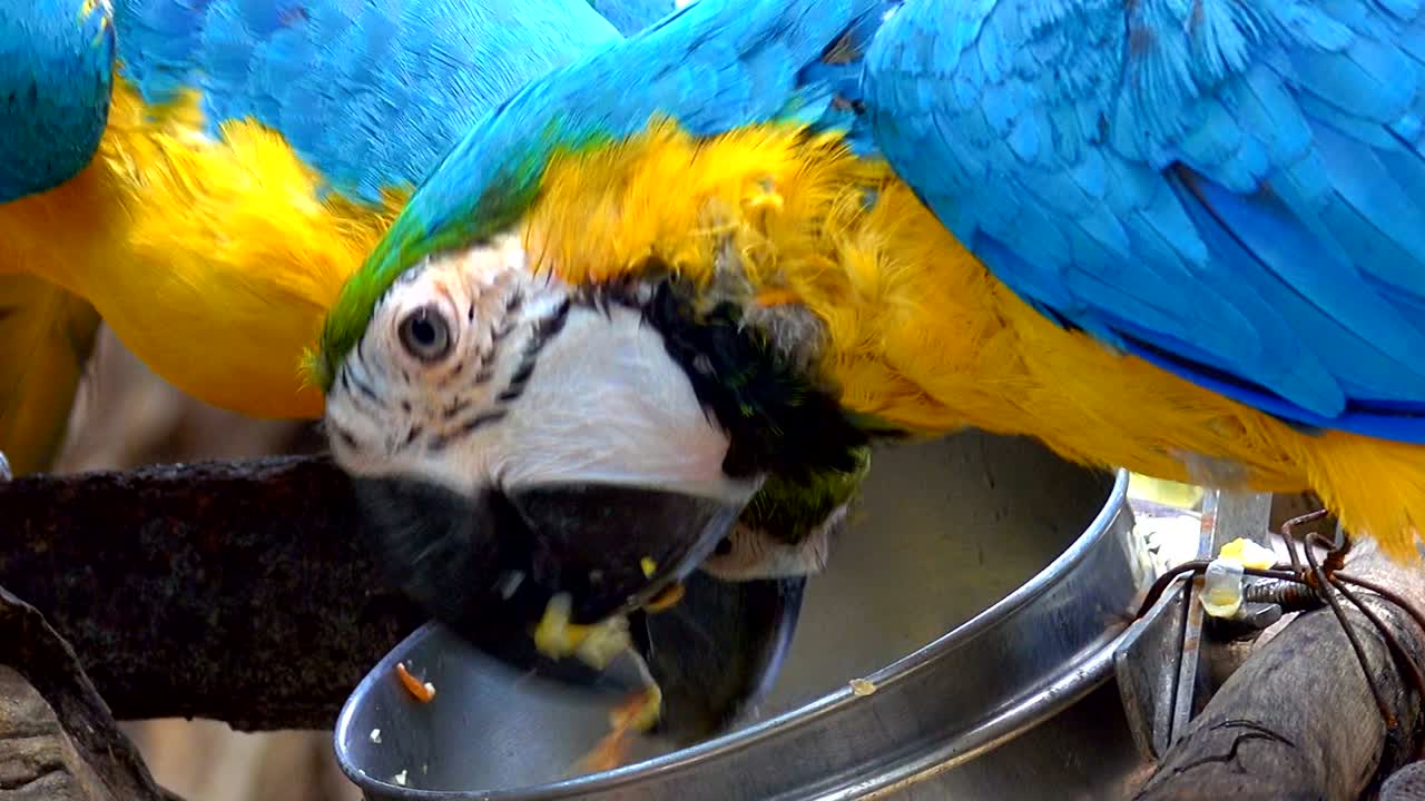 푸른 노란 무새가 아침에 사과를 먹습니다. 그것은 아름다운 색의 무입니다.