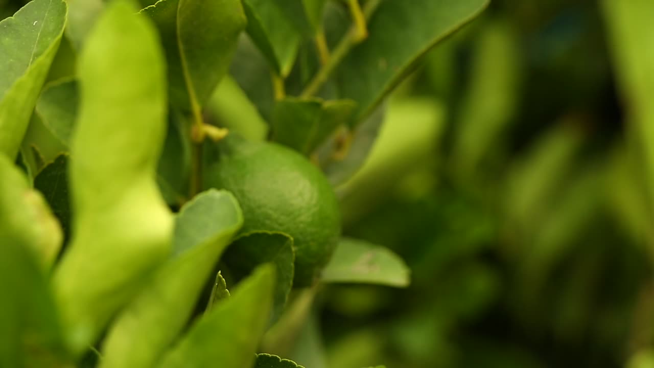 primer plano de enfoque de desvanecimiento de limonero