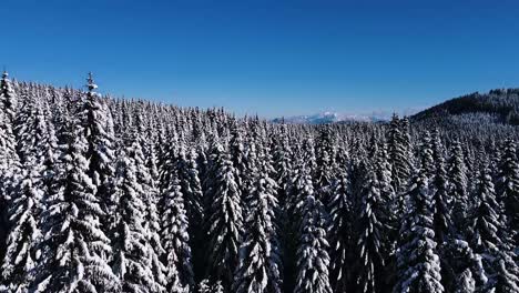 Toma-De-Drones-De-Un-Enorme-Bosque-Nevado