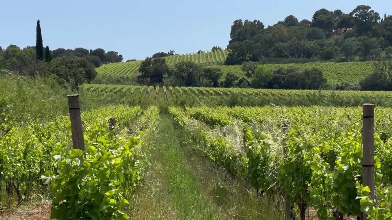 uvas creciendo en el viñedo durante un día soleado en la temporada de verano. tiro amplio. paisaje rural estadounidense en ee.