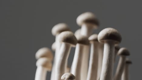 micro video of close up of mushrooms with copy space on grey background