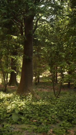 tranquil forest with sunlight dappling through the trees